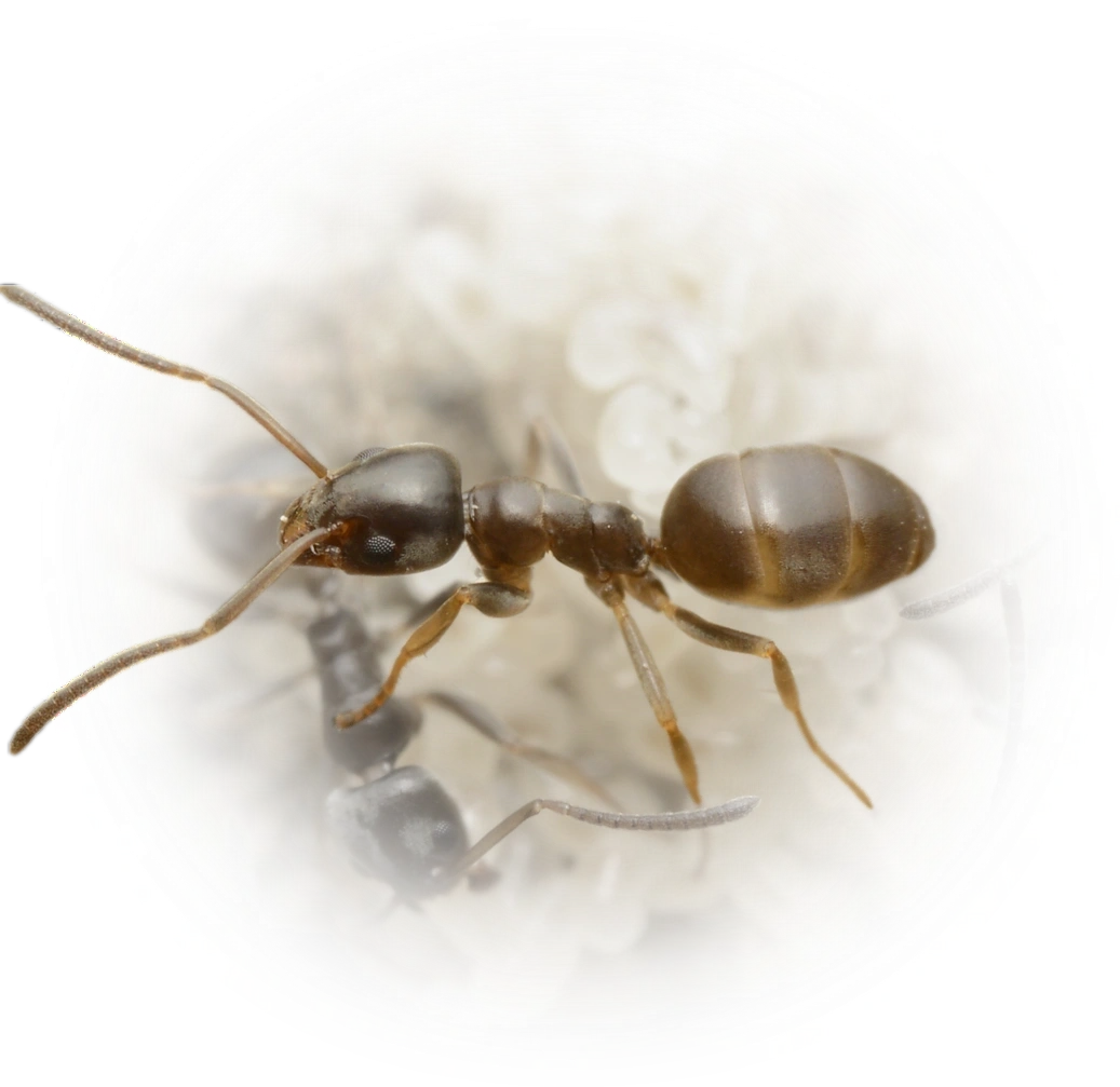 Scientific illustration of Tapinoma subboreale ant - showing key identification features including head, thorax, and gaster.