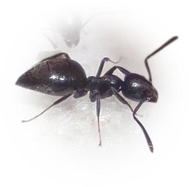 Scientific illustration of Technomyrmex albipes (White-footed Ant) - showing key identification features including head, thorax, and gaster.