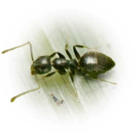 Scientific illustration of Technomyrmex difficilis (Difficult White-footed Ant) - showing key identification features including head, thorax, and gaster.