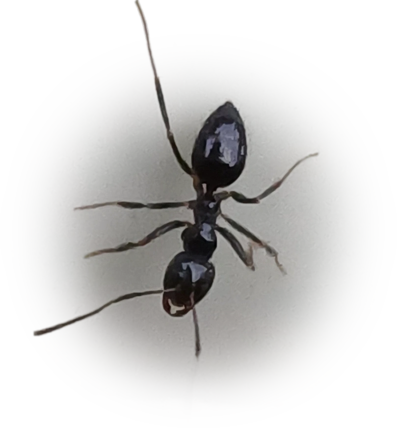Scientific illustration of Technomyrmex jocosus (White-footed House Ant) - showing key identification features including head, thorax, and gaster.