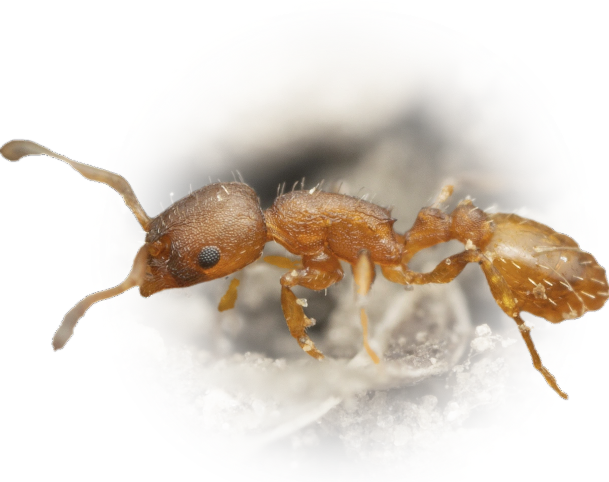 Scientific illustration of Temnothorax albipennis ant - showing key identification features including head, thorax, and gaster.