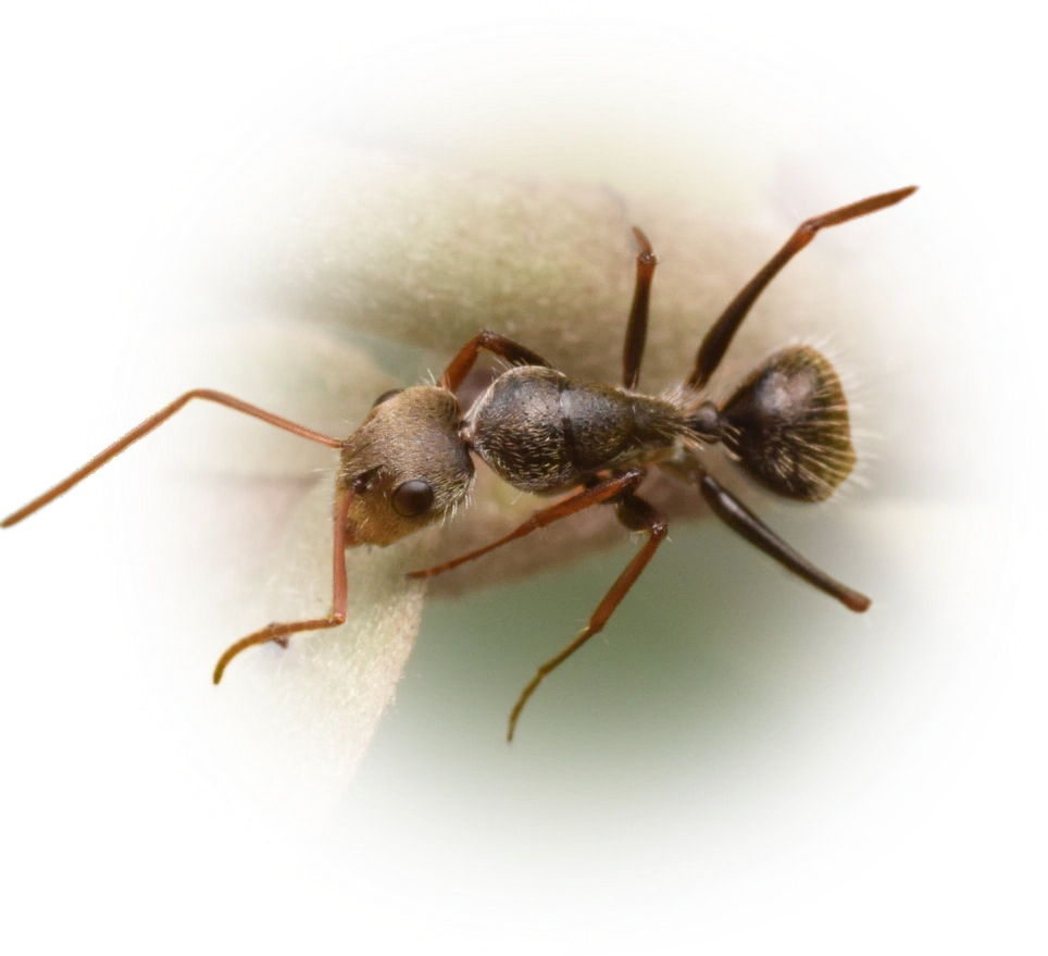 Scientific illustration of Camponotus blandus ant - showing key identification features including head, thorax, and gaster.