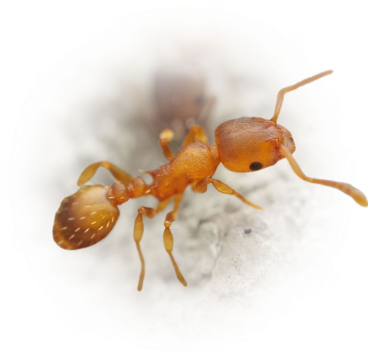 Scientific illustration of Temnothorax crassispinus ant - showing key identification features including head, thorax, and gaster.