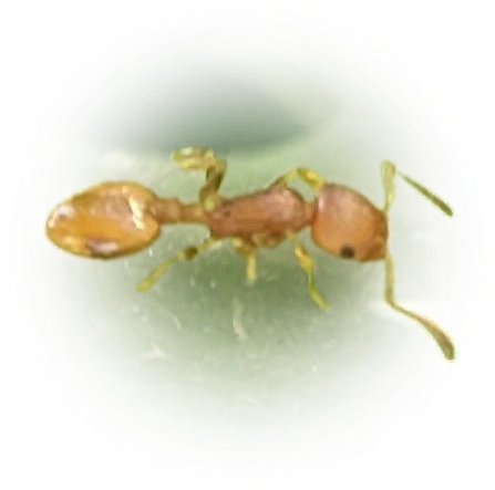 Scientific illustration of Temnothorax curvispinosus (Bent-spined Acorn Ant) - showing key identification features including head, thorax, and gaster.