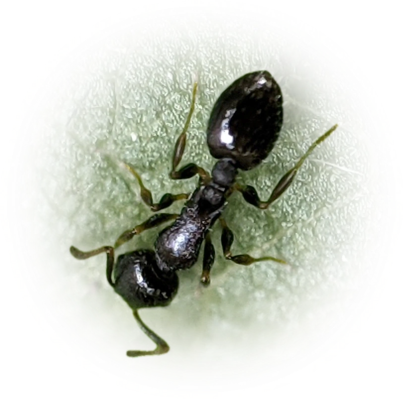 Scientific illustration of Temnothorax longispinosus (Long-spined Acorn Ant) - showing key identification features including head, thorax, and gaster.
