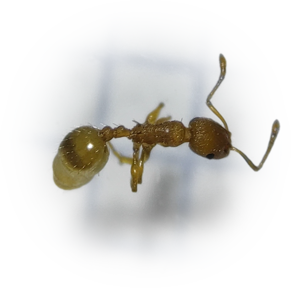 Scientific illustration of Temnothorax luteus ant - showing key identification features including head, thorax, and gaster.
