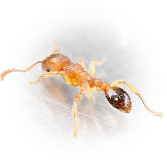 Scientific illustration of Tetramorium bicarinatum (Bicolored Pennant Ant) - showing key identification features including head, thorax, and gaster.
