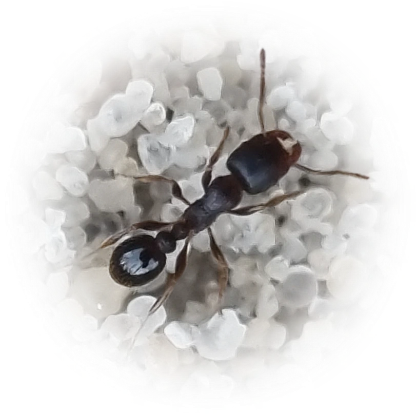Scientific illustration of Tetramorium caespitum (Red Pavement Ant) - showing key identification features including head, thorax, and gaster.