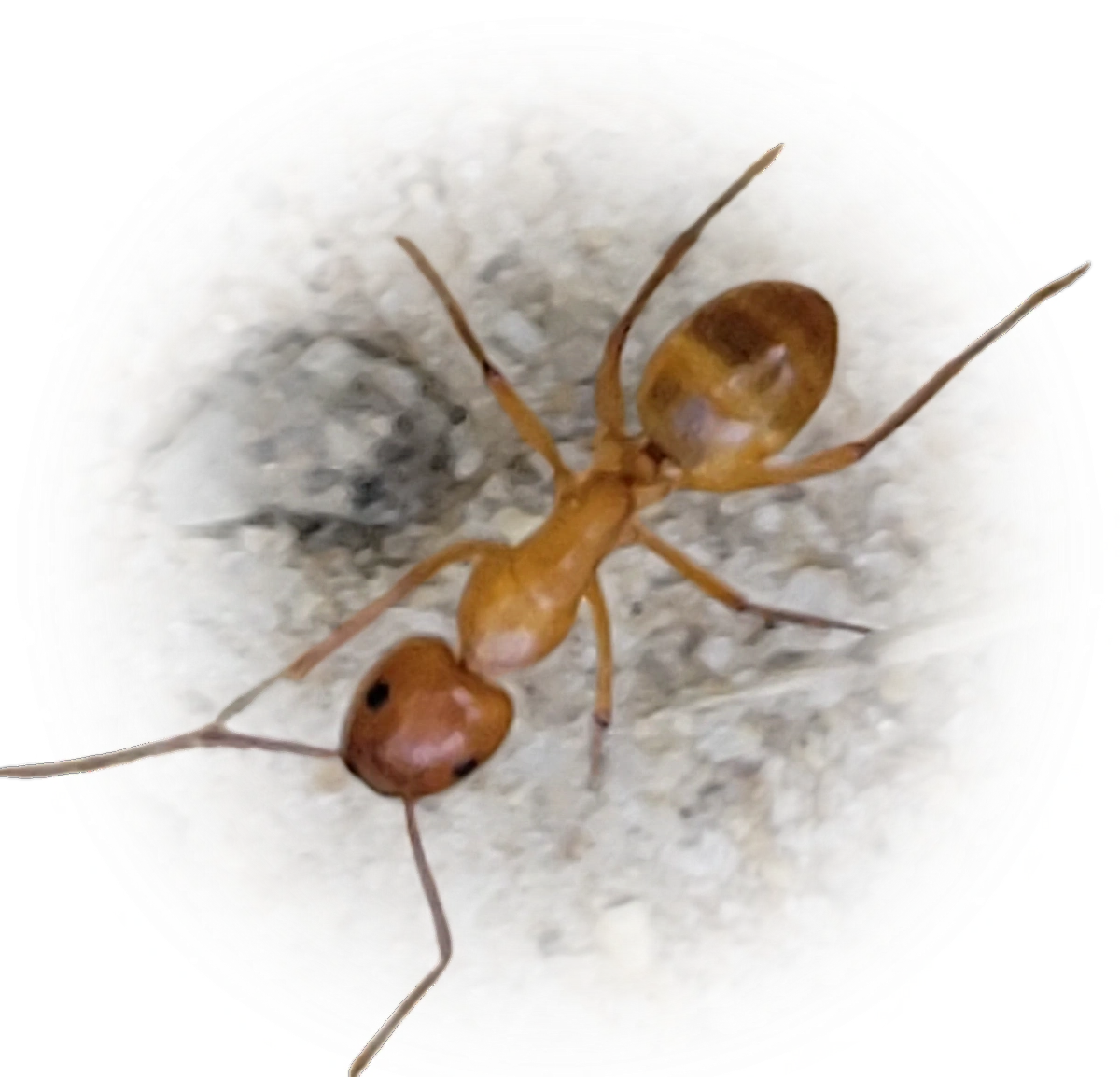 Scientific illustration of Camponotus castaneus (Chestnut Carpenter Ant) - showing key identification features including head, thorax, and gaster.