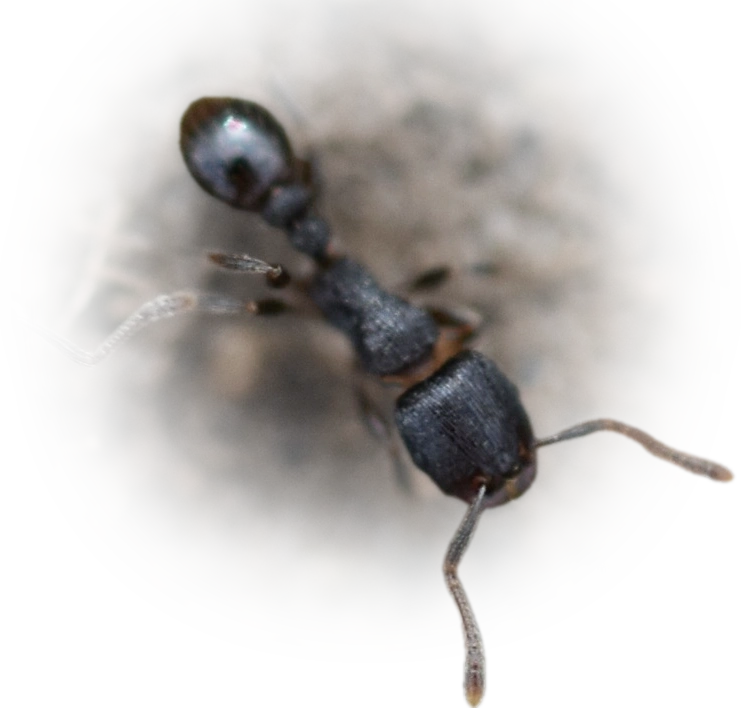 Scientific illustration of Tetramorium forte ant - showing key identification features including head, thorax, and gaster.