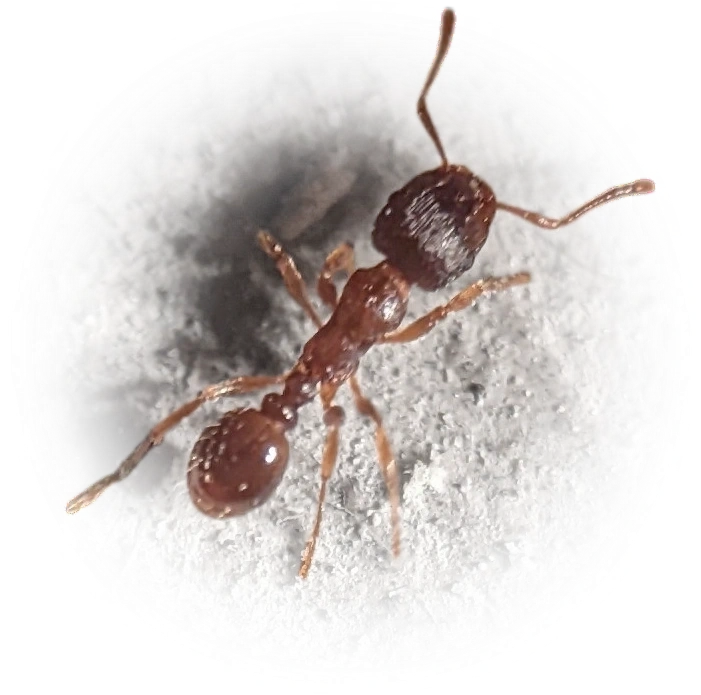 Scientific illustration of Tetramorium immigrans (Immigrant Pavement Ant) - showing key identification features including head, thorax, and gaster.