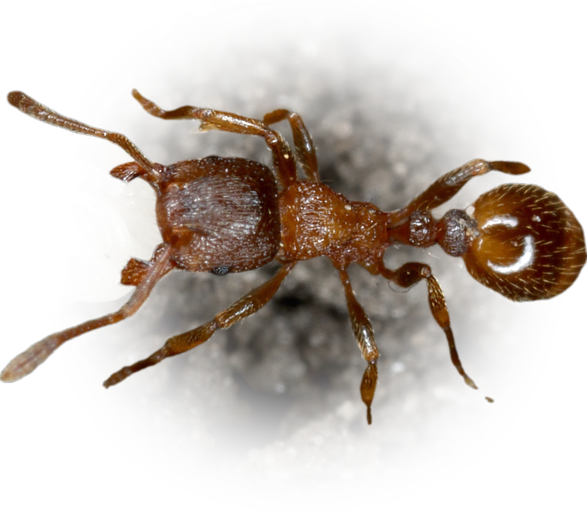 Scientific illustration of Tetramorium impurum ant - showing key identification features including head, thorax, and gaster.