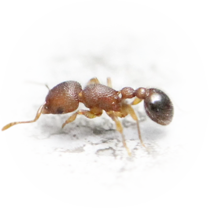 Scientific illustration of Tetramorium lanuginosum (Downy Pennant Ant) - showing key identification features including head, thorax, and gaster.