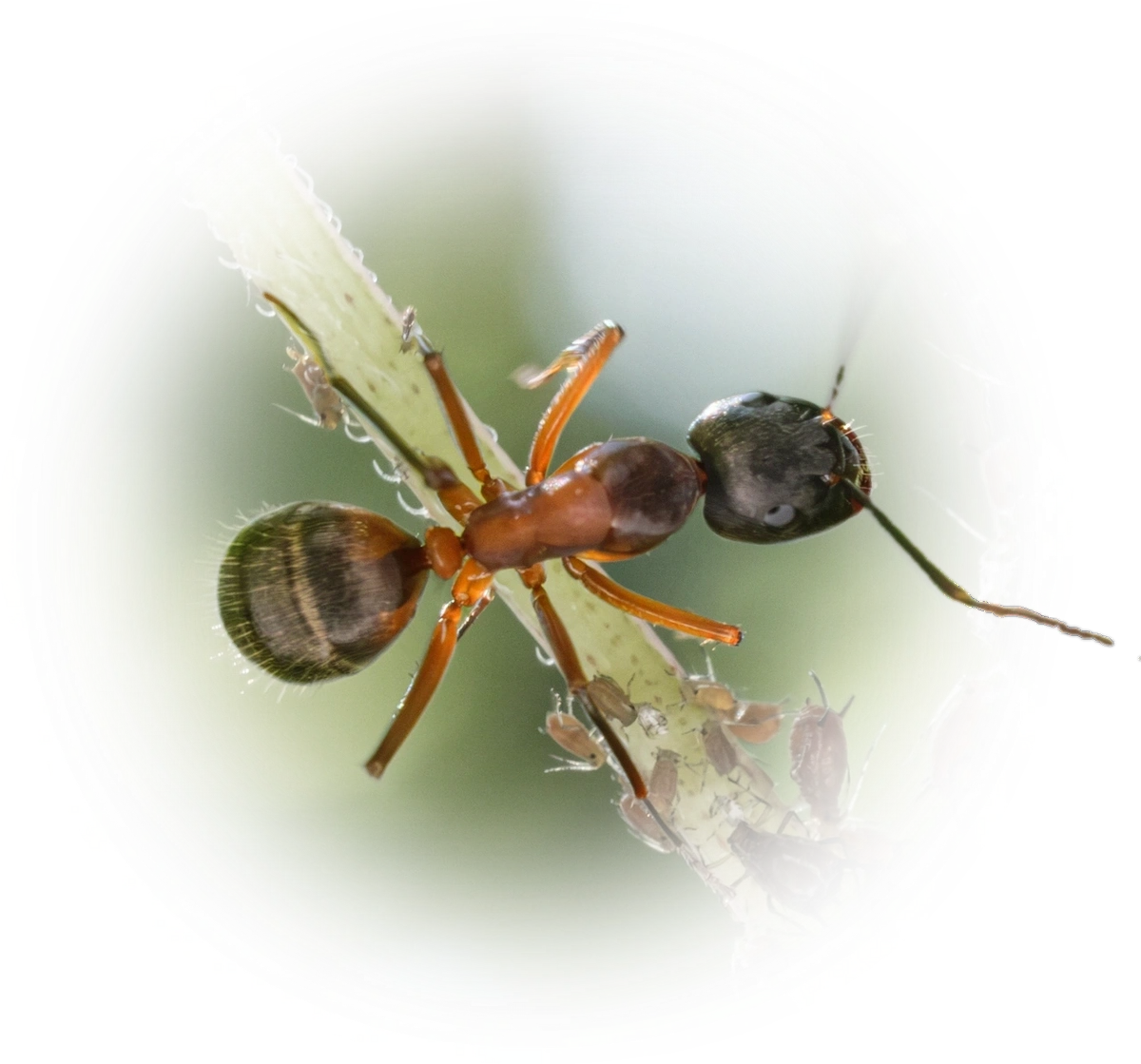 Scientific illustration of Camponotus chromaiodes (Ferruginous Carpenter Ant) - showing key identification features including head, thorax, and gaster.
