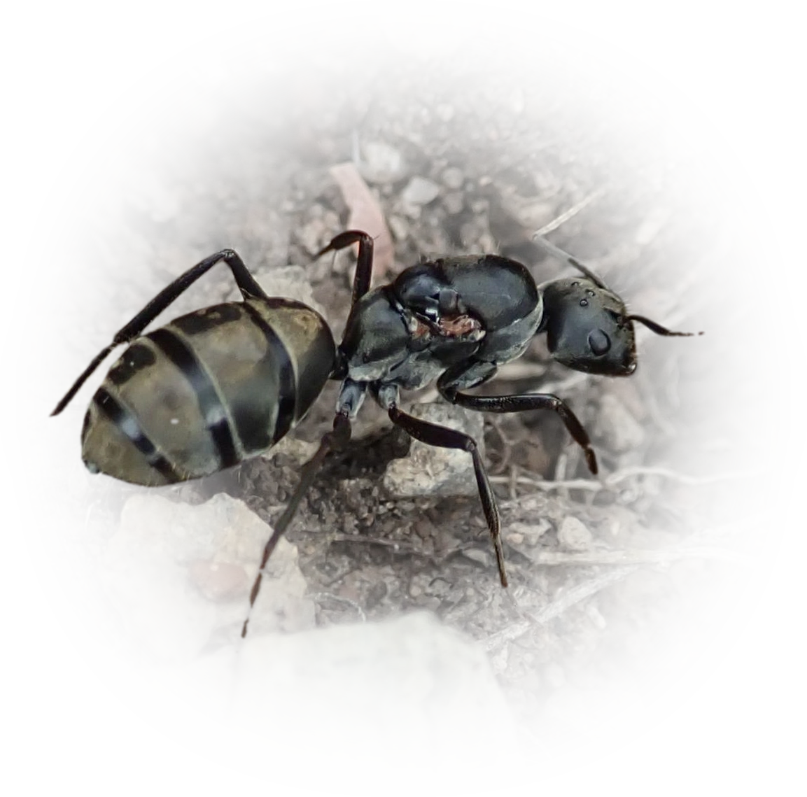 Scientific illustration of Camponotus cinctellus (Shiny sugar ant) - showing key identification features including head, thorax, and gaster.