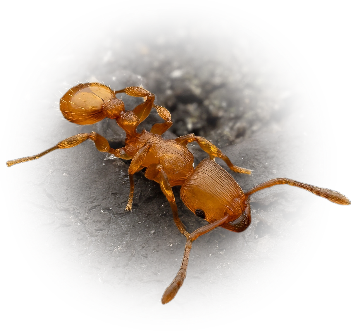 Scientific illustration of Tetramorium simillimum (Groove-headed Fierce ant) - showing key identification features including head, thorax, and gaster.