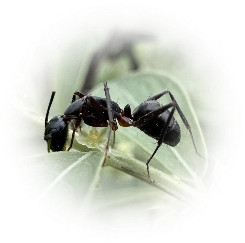Scientific illustration of Camponotus compressus (Indian Black Ant) - showing key identification features including head, thorax, and gaster.