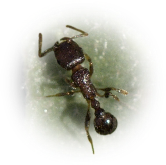 Scientific illustration of Tetramorium tsushimae (Japanese Pavement Ant) - showing key identification features including head, thorax, and gaster.