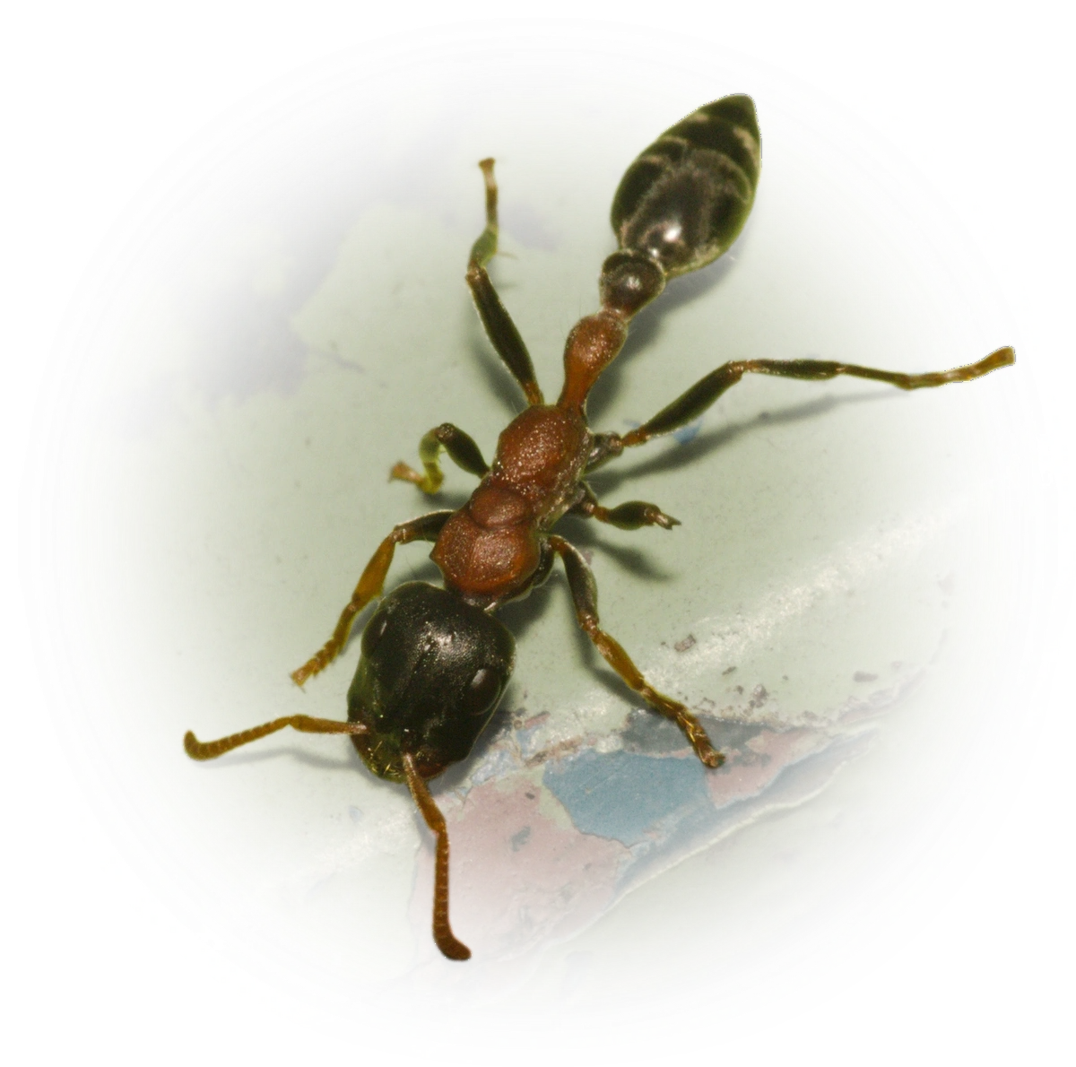 Scientific illustration of Tetraponera rufonigra (Arboreal Bicolored Slender Ant) - showing key identification features including head, thorax, and gaster.