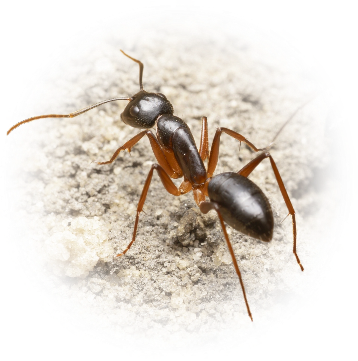 Scientific illustration of Camponotus consobrinus (Banded Sugar Ant) - showing key identification features including head, thorax, and gaster.