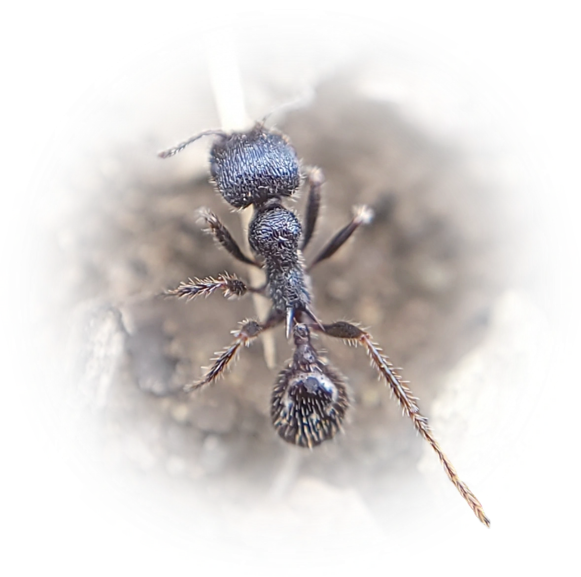 Scientific illustration of Veromessor andrei (Andre's Harvester Ant) - showing key identification features including head, thorax, and gaster.