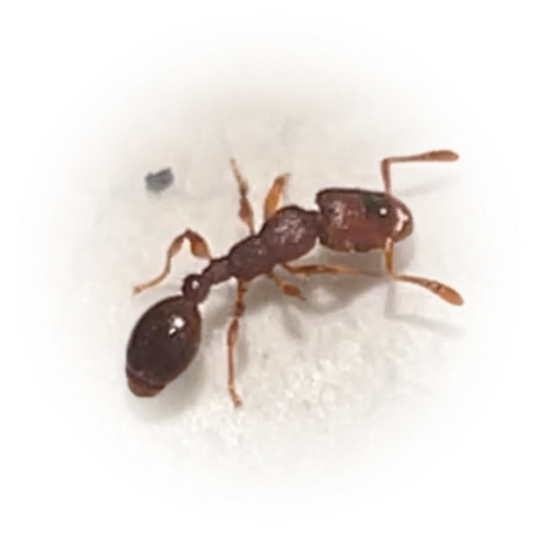 Scientific illustration of Vollenhovia emeryi ant - showing key identification features including head, thorax, and gaster.