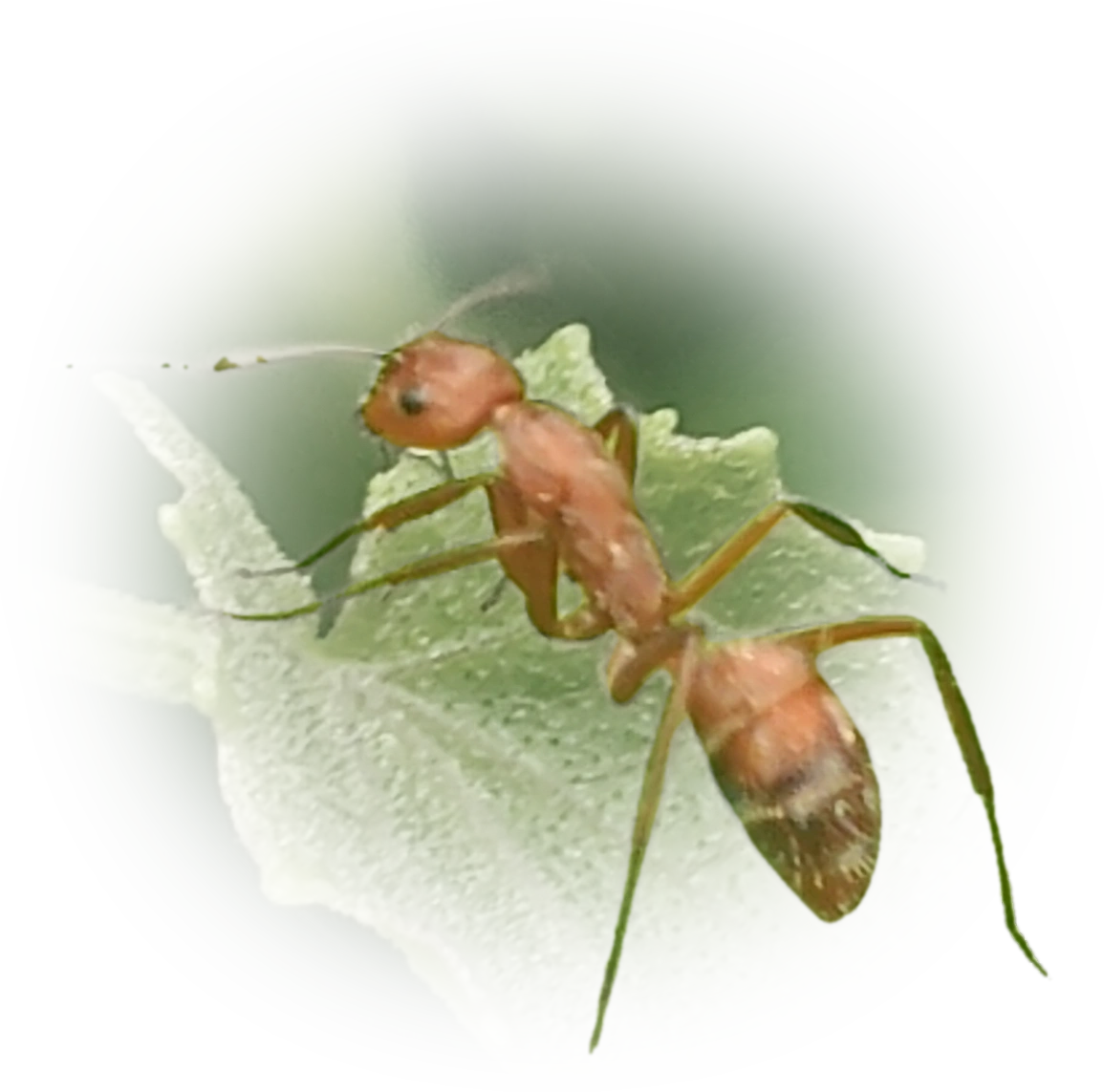 Scientific illustration of Camponotus coruscus ant - showing key identification features including head, thorax, and gaster.
