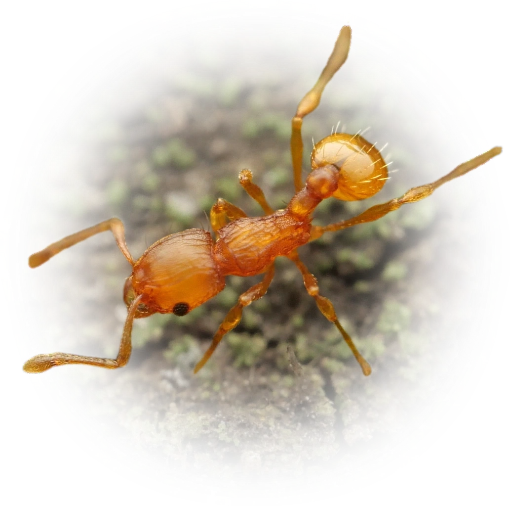 Scientific illustration of Wasmannia auropunctata (Little Fire Ant) - showing key identification features including head, thorax, and gaster.