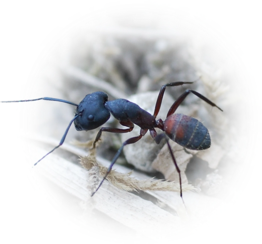 Scientific illustration of Camponotus cruentatus (Blood-spotted Sugar Ant) - showing key identification features including head, thorax, and gaster.