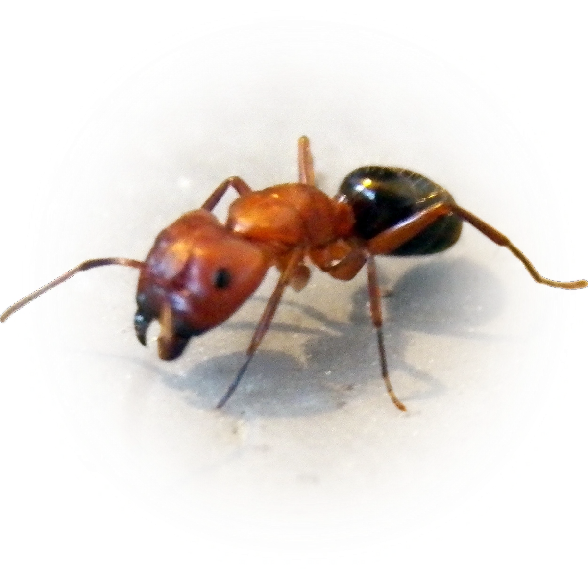 Scientific illustration of Camponotus decipiens (Deceptive Carpenter Ant) - showing key identification features including head, thorax, and gaster.