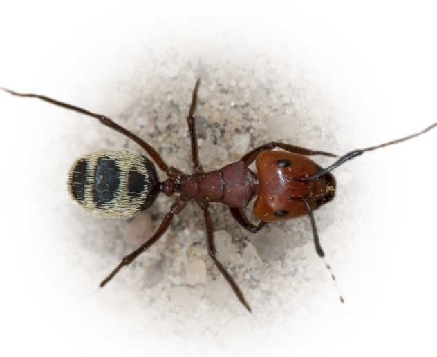 Scientific illustration of Camponotus detritus (Namib Desert Dune Ant) - showing key identification features including head, thorax, and gaster.