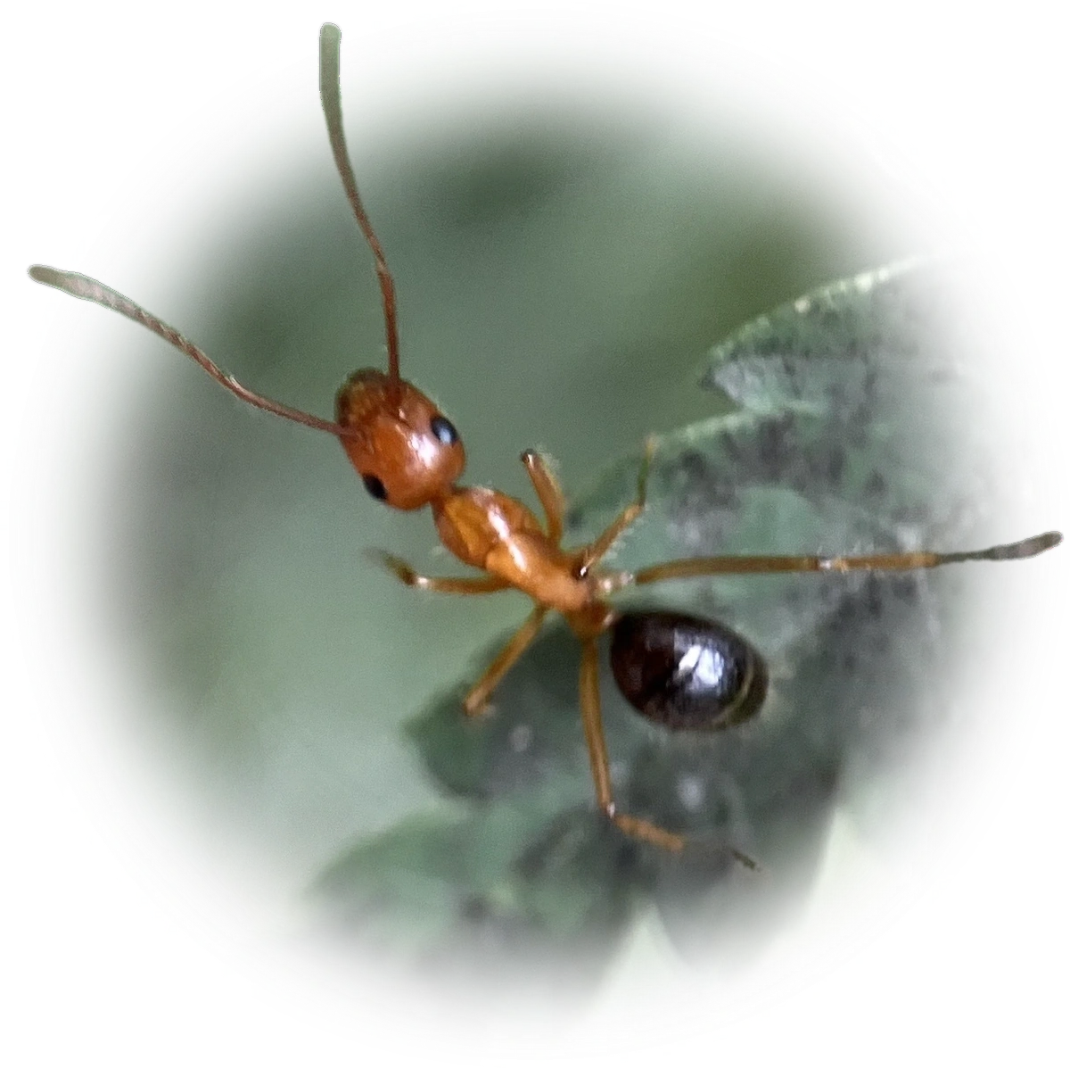 Scientific illustration of Camponotus floridanus (Florida Carpenter Ant) - showing key identification features including head, thorax, and gaster.