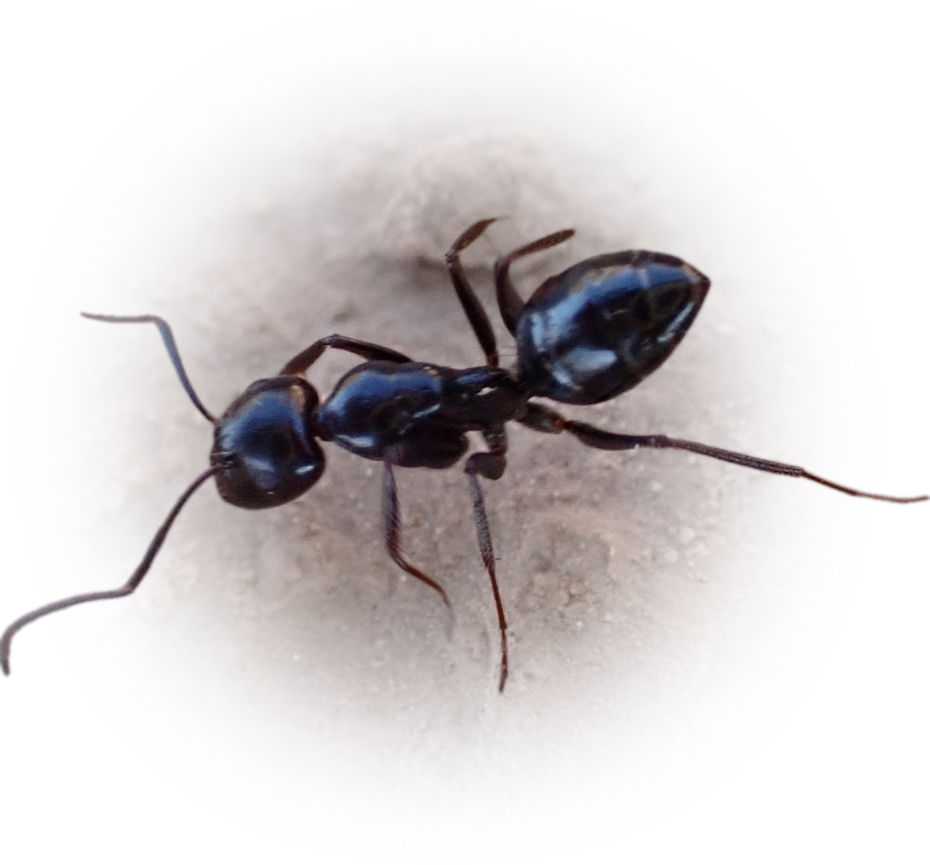 Scientific illustration of Camponotus foreli ant - showing key identification features including head, thorax, and gaster.