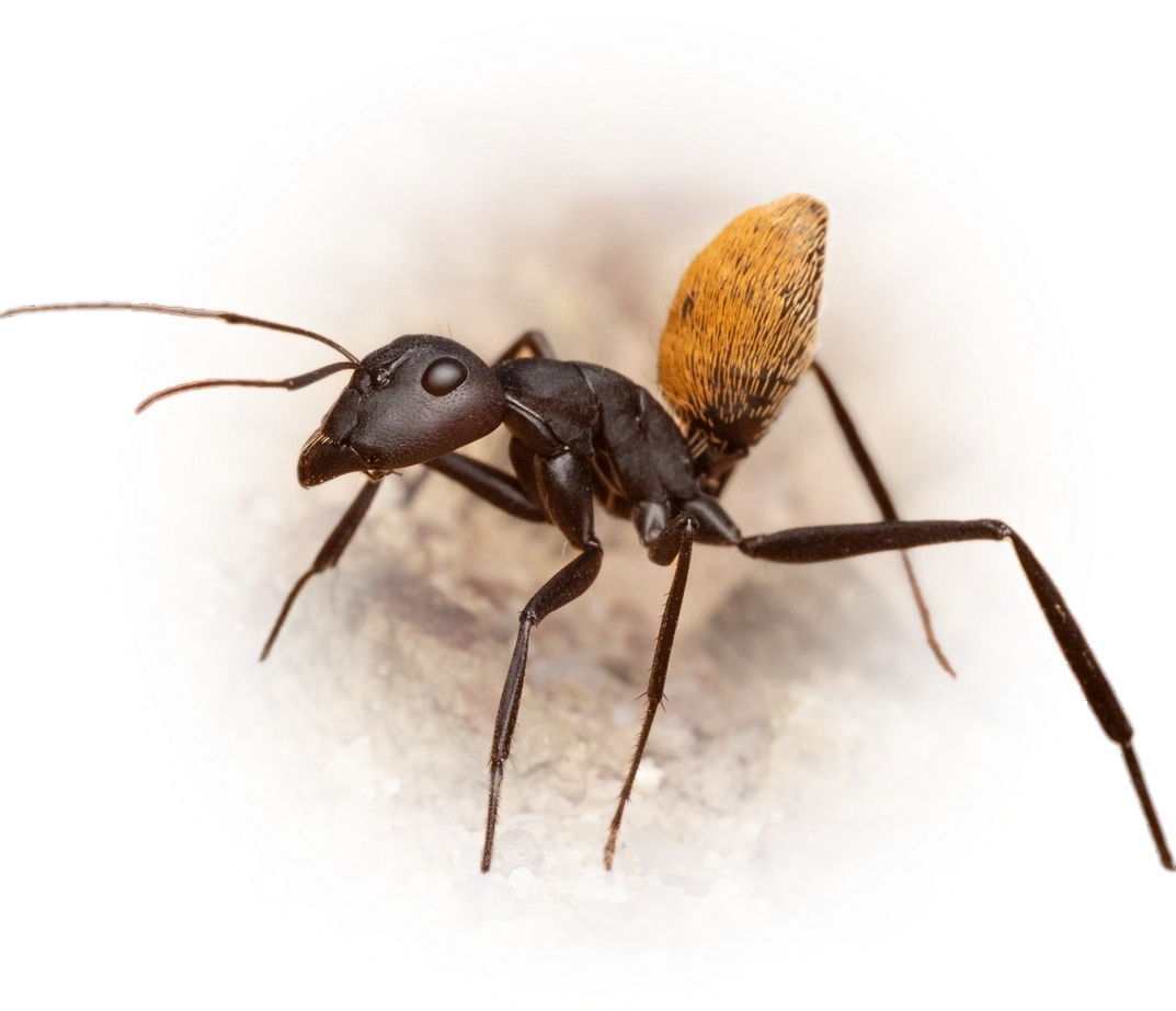 Scientific illustration of Camponotus fulvopilosus (Karoo Balbyter Ant) - showing key identification features including head, thorax, and gaster.