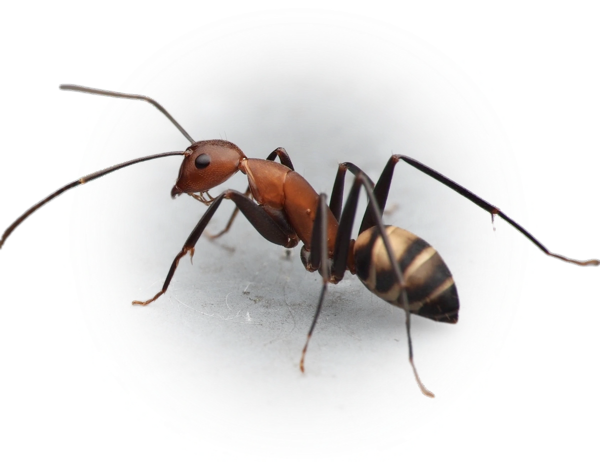 Scientific illustration of Camponotus habereri ant - showing key identification features including head, thorax, and gaster.