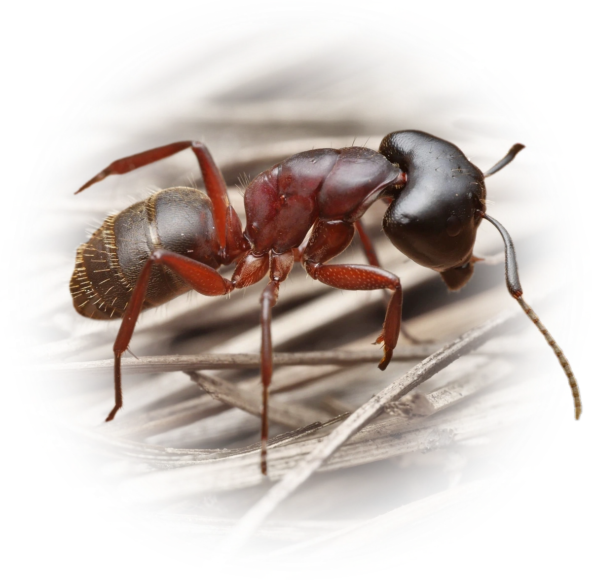 Scientific illustration of Camponotus herculeanus (Hercules Carpenter Ant) - showing key identification features including head, thorax, and gaster.