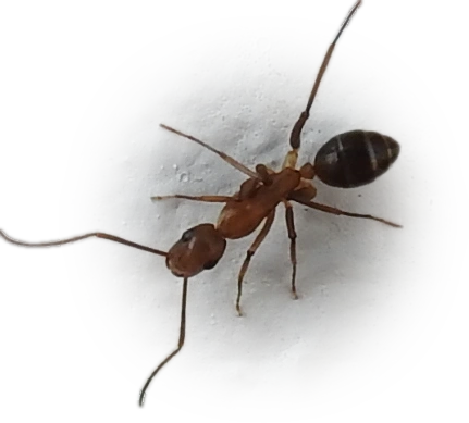 Scientific illustration of Camponotus inaequalis ant - showing key identification features including head, thorax, and gaster.