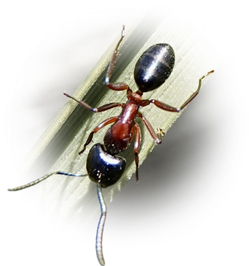 Scientific illustration of Camponotus innexus ant - showing key identification features including head, thorax, and gaster.