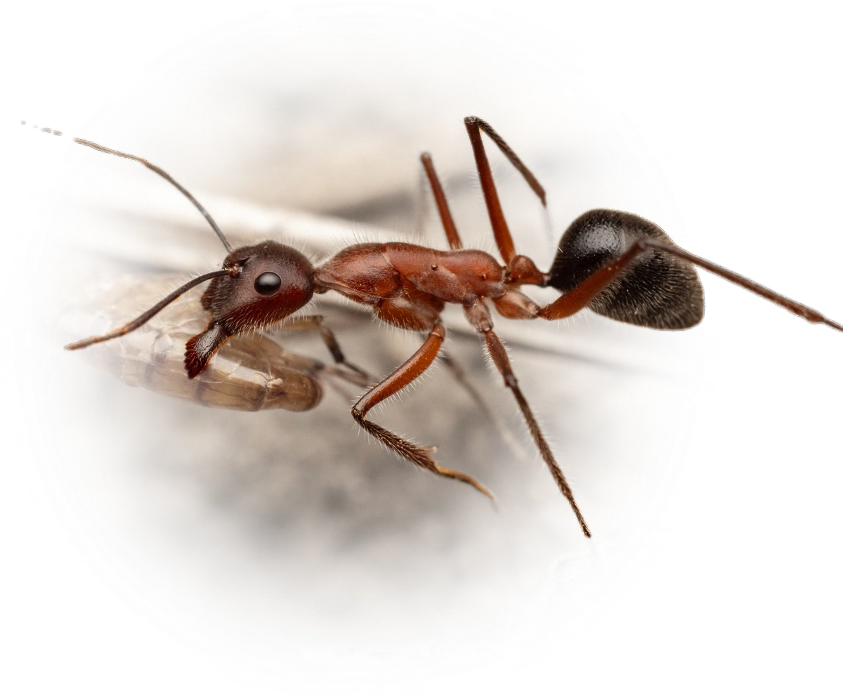 Scientific illustration of Camponotus intrepidus (Giant Sugar Ant) - showing key identification features including head, thorax, and gaster.