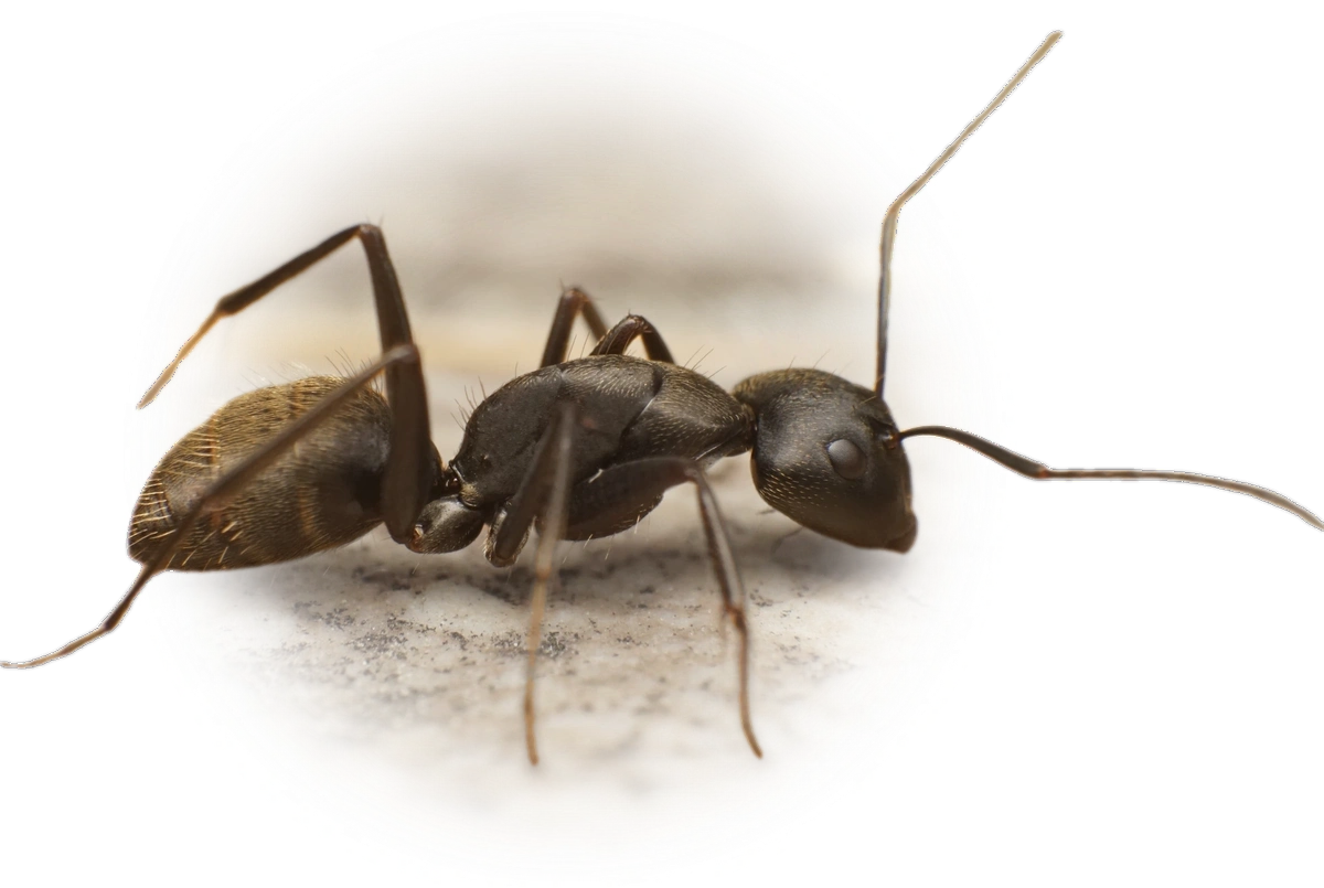 Scientific illustration of Camponotus japonicus (Japanese Carpenter Ant) - showing key identification features including head, thorax, and gaster.