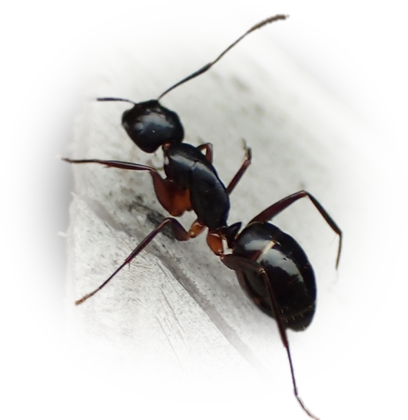 Scientific illustration of Camponotus kiusiuensis ant - showing key identification features including head, thorax, and gaster.