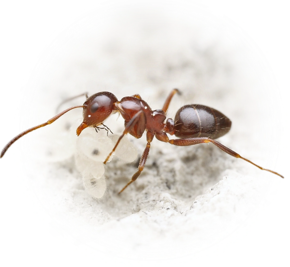 Scientific illustration of Camponotus lateralis ant - showing key identification features including head, thorax, and gaster.