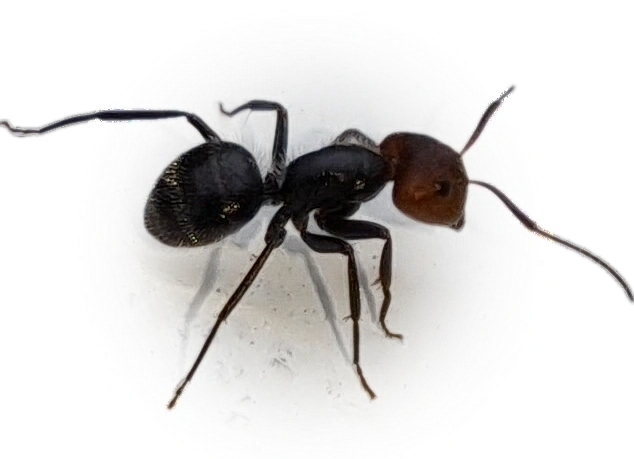 Scientific illustration of Camponotus lindigi ant - showing key identification features including head, thorax, and gaster.