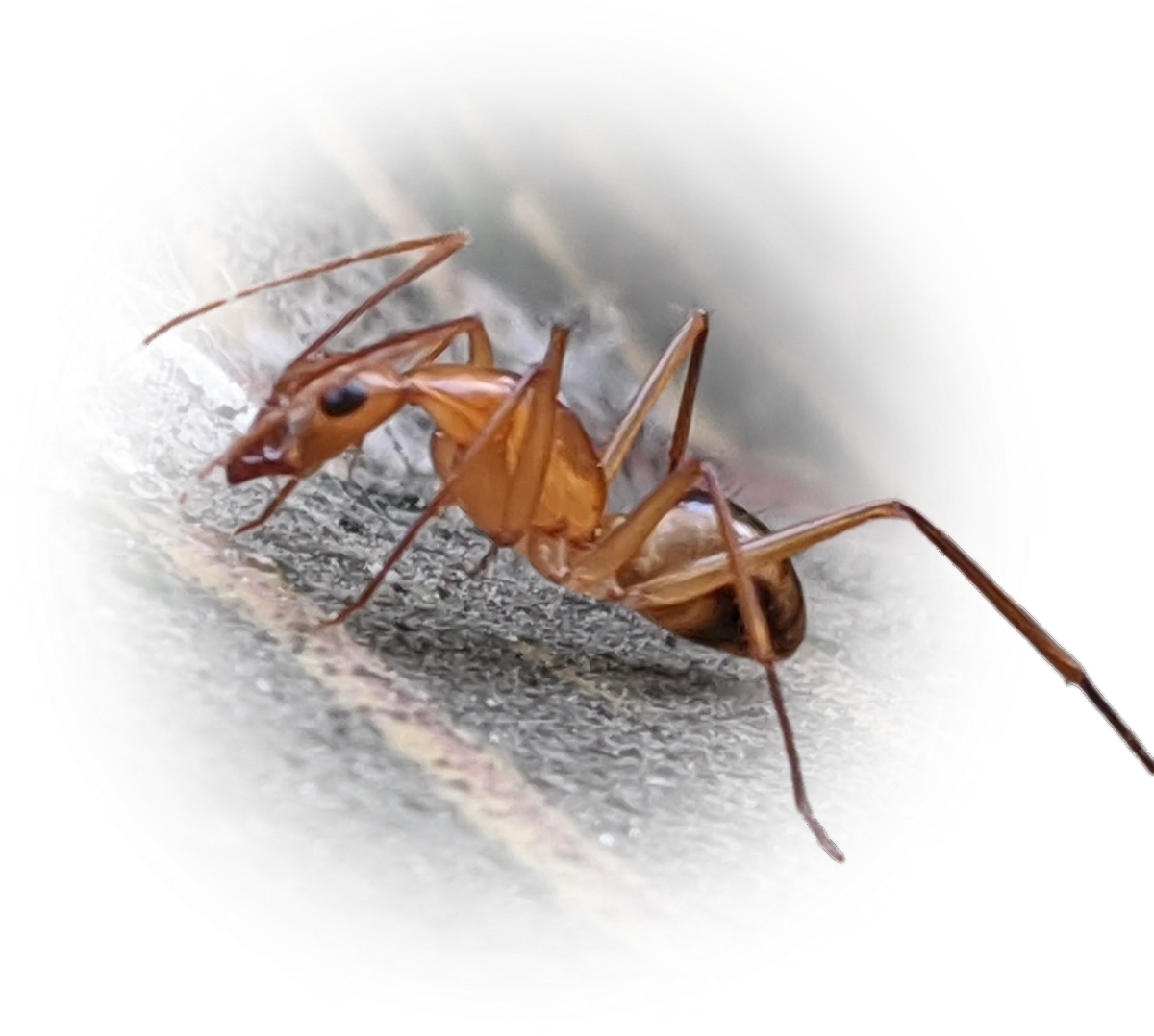Scientific illustration of Camponotus maculatus (Spotted Sugar Ant) - showing key identification features including head, thorax, and gaster.