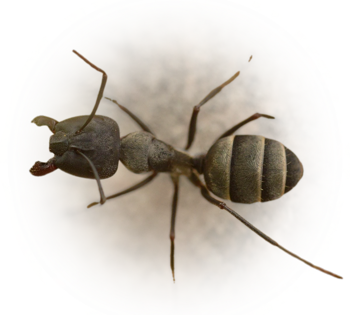 Scientific illustration of Camponotus micans ant - showing key identification features including head, thorax, and gaster.