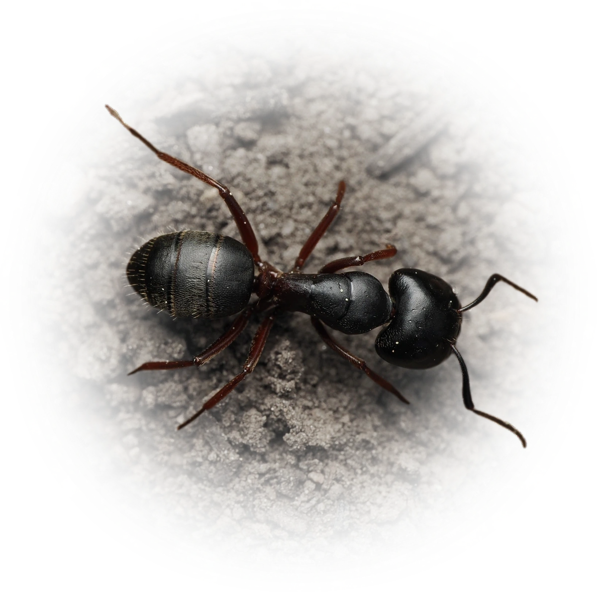 Scientific illustration of Camponotus modoc (Western Black Carpenter Ant) - showing key identification features including head, thorax, and gaster.