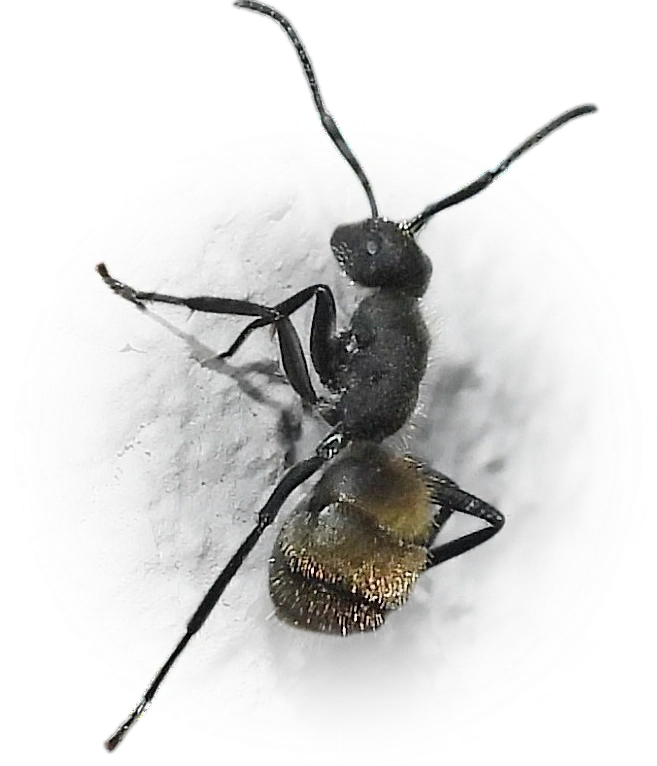 Scientific illustration of Camponotus mus ant - showing key identification features including head, thorax, and gaster.