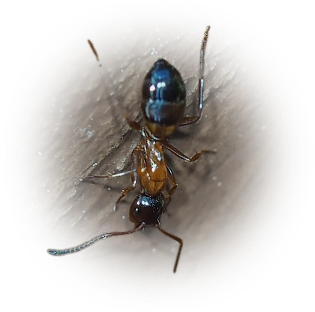 Scientific illustration of Camponotus nearcticus (Nearctic Carpenter Ant) - showing key identification features including head, thorax, and gaster.