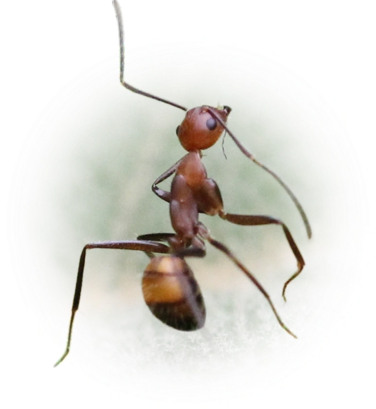 Scientific illustration of Camponotus nicobarensis (Nicobar Carpenter Ant) - showing key identification features including head, thorax, and gaster.