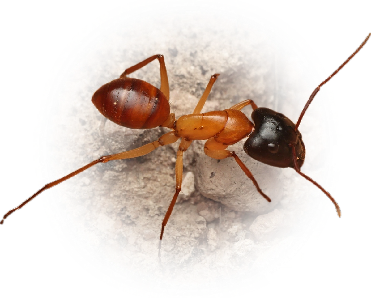Scientific illustration of Camponotus nigriceps (Black-headed Sugar Ant) - showing key identification features including head, thorax, and gaster.